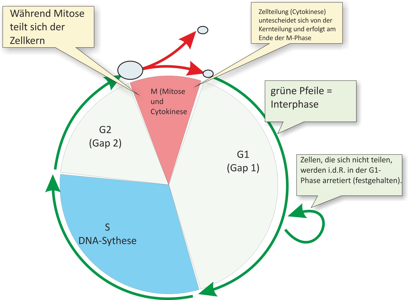 schematischer Ablauf des Zellzyklus mit G1-Phase, S-Phase, G2-Phase und M-Phase