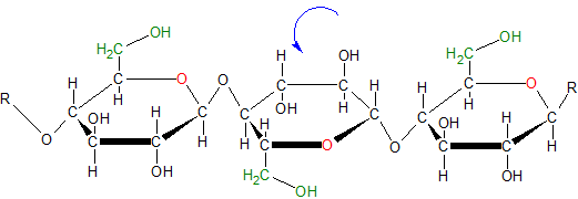 Lewis-Formel in der Haworth-Projektion - Cellulosemolekül
