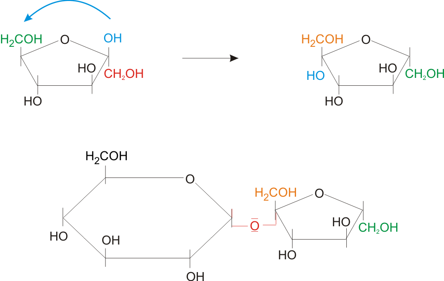 Hydrolyse Du Saccharose Chiral IKID