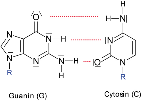 10-ta-guanin-und-cytosin